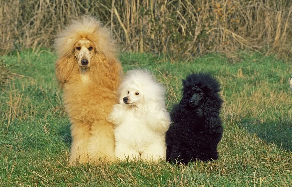 a variety of poodle sizes and colors posing in the grass
