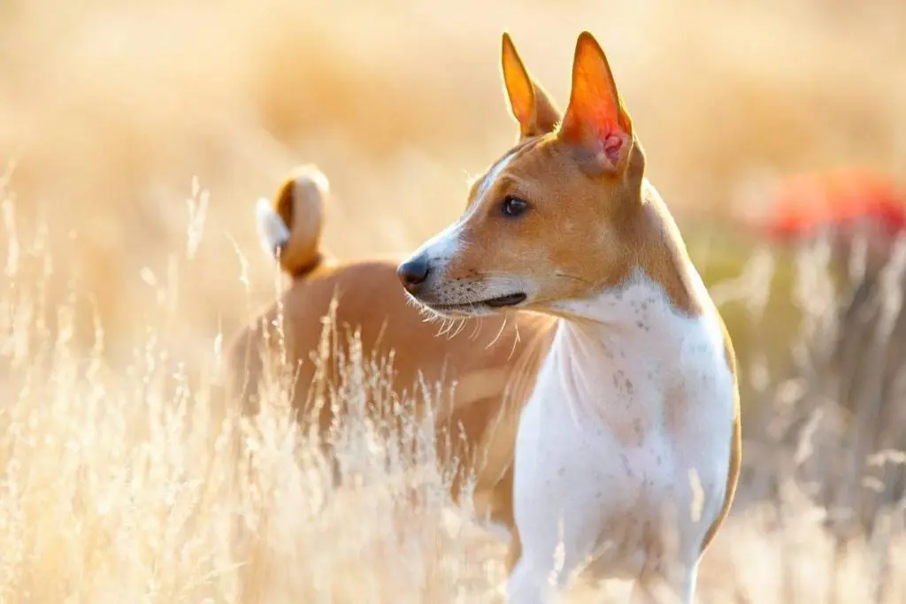 red and white basenji in dry field