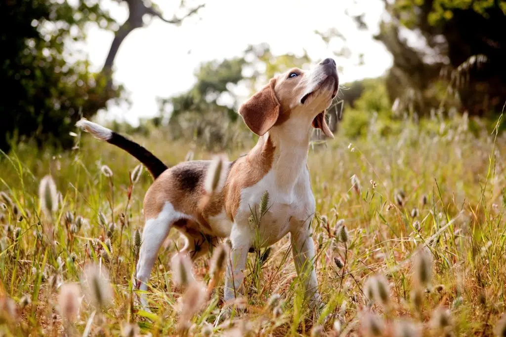 a beagle in a forest locked on a scent