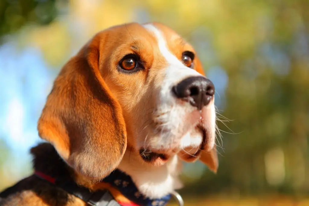 a profile of a beagles head