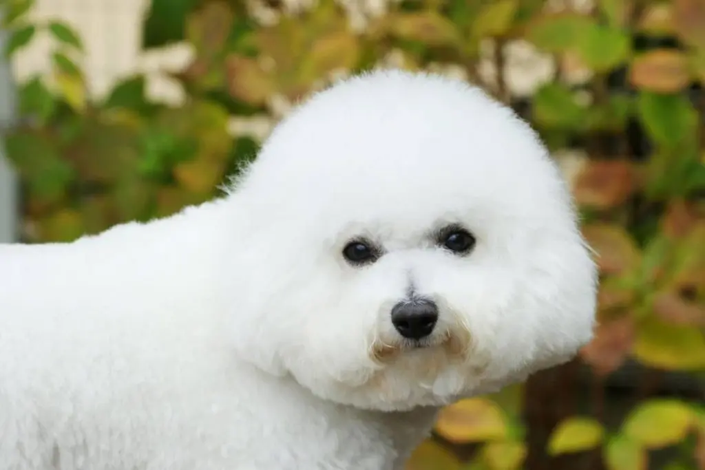 bichon frise head shot