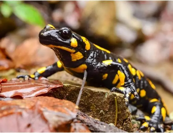 black and yellow spotted fire salamander