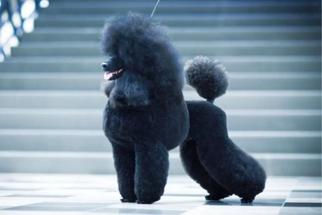 A black standard poodle groomed for the show ring.