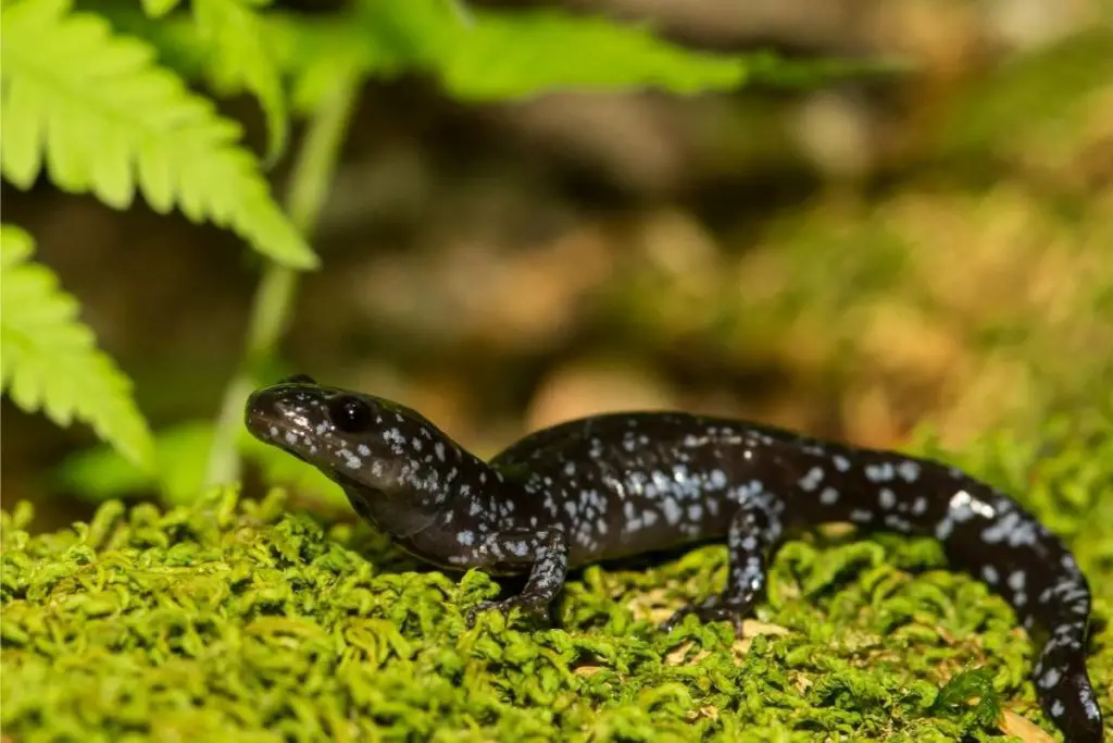 a blue spotted salamander
