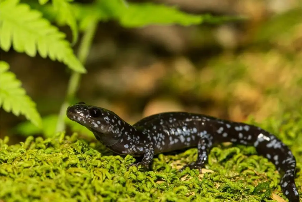 a blue spotted salamander