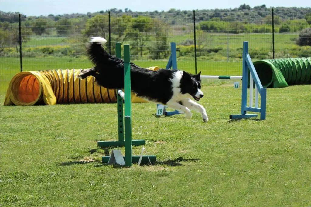 A Border Collie jumping over a jump in an agility class.