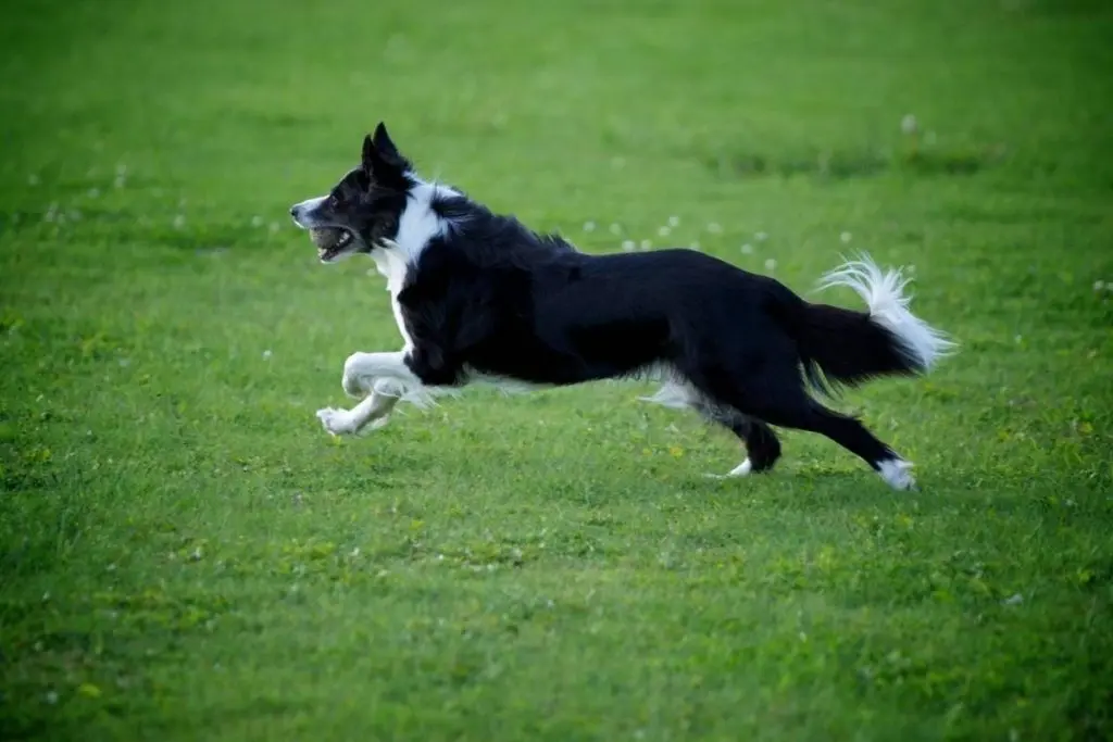 border collie running in the grass with a ball