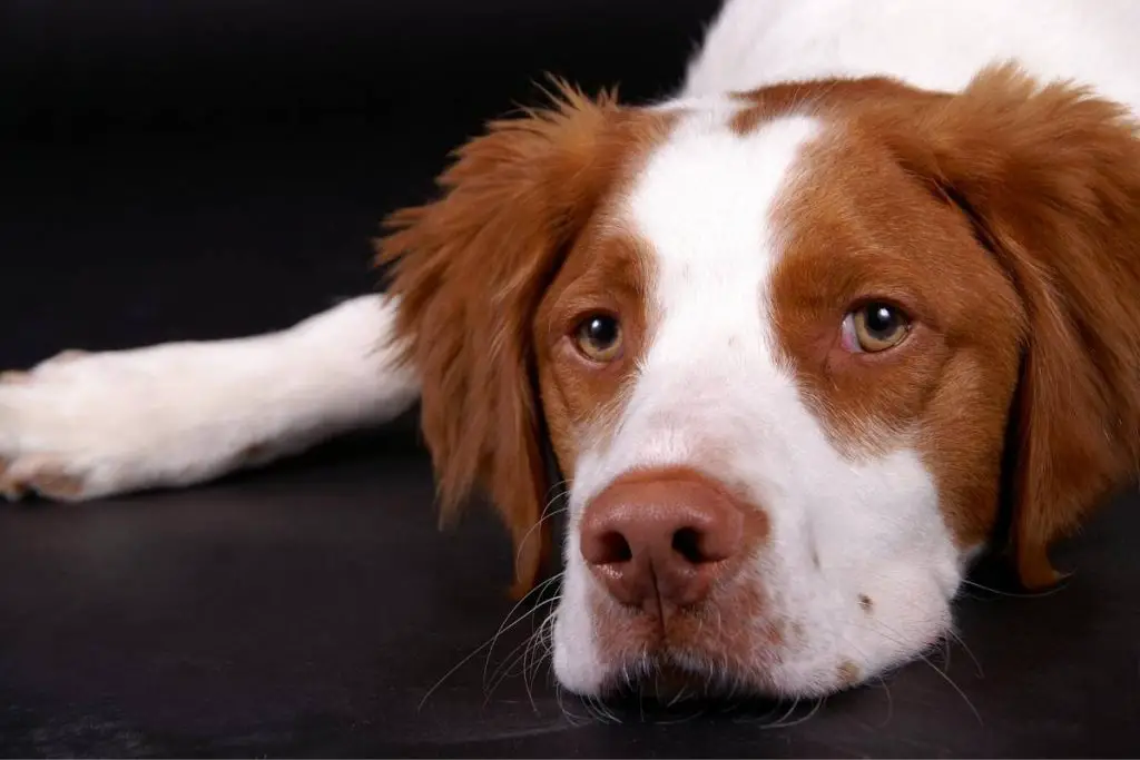 close up of a brittany lying down