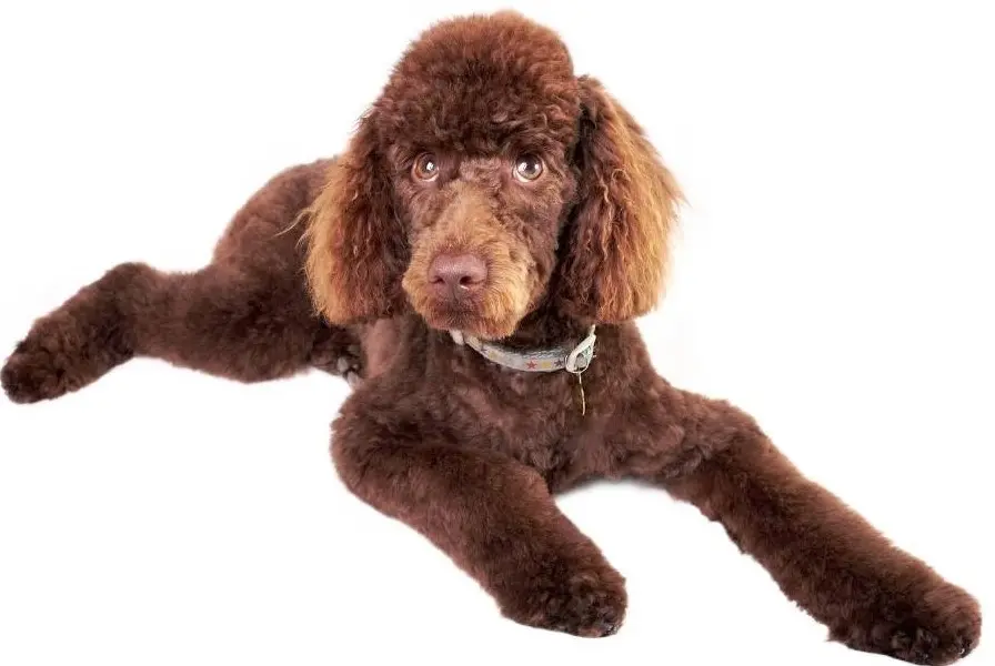 A standard poodle in a puppy cut.