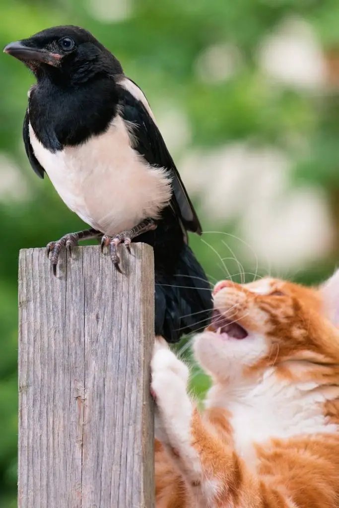 orange and white cat catching a bird