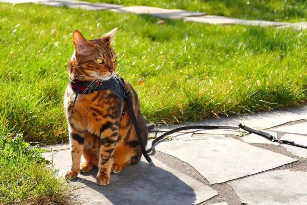 tabby cat on a harness outside