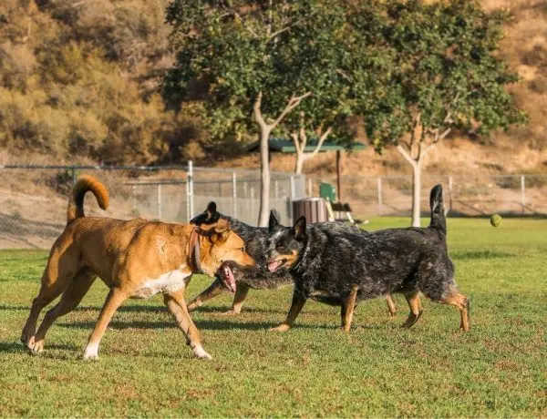 Two cattle dogs and a mixed breed dog running and playing at a dog park.