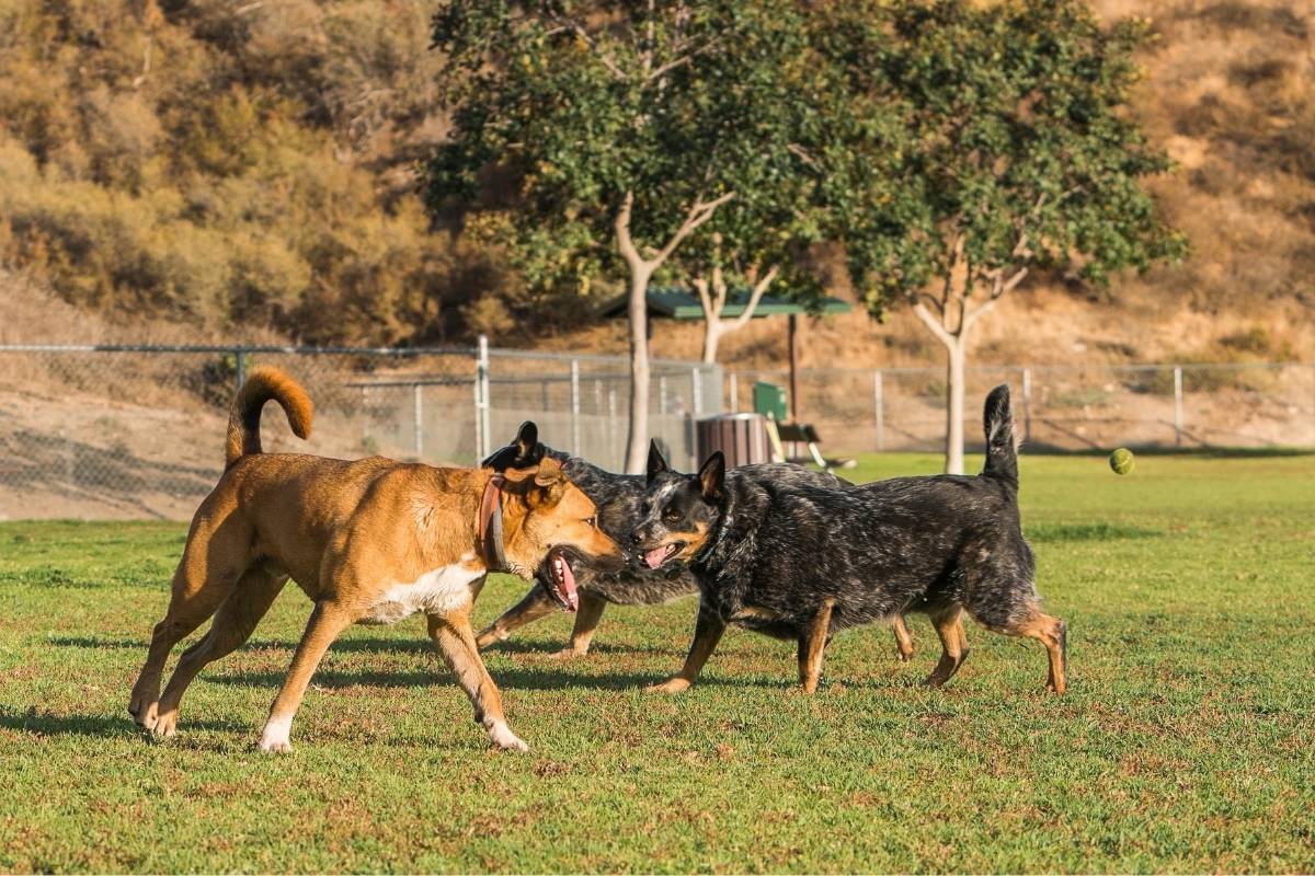 are dog parks a good idea