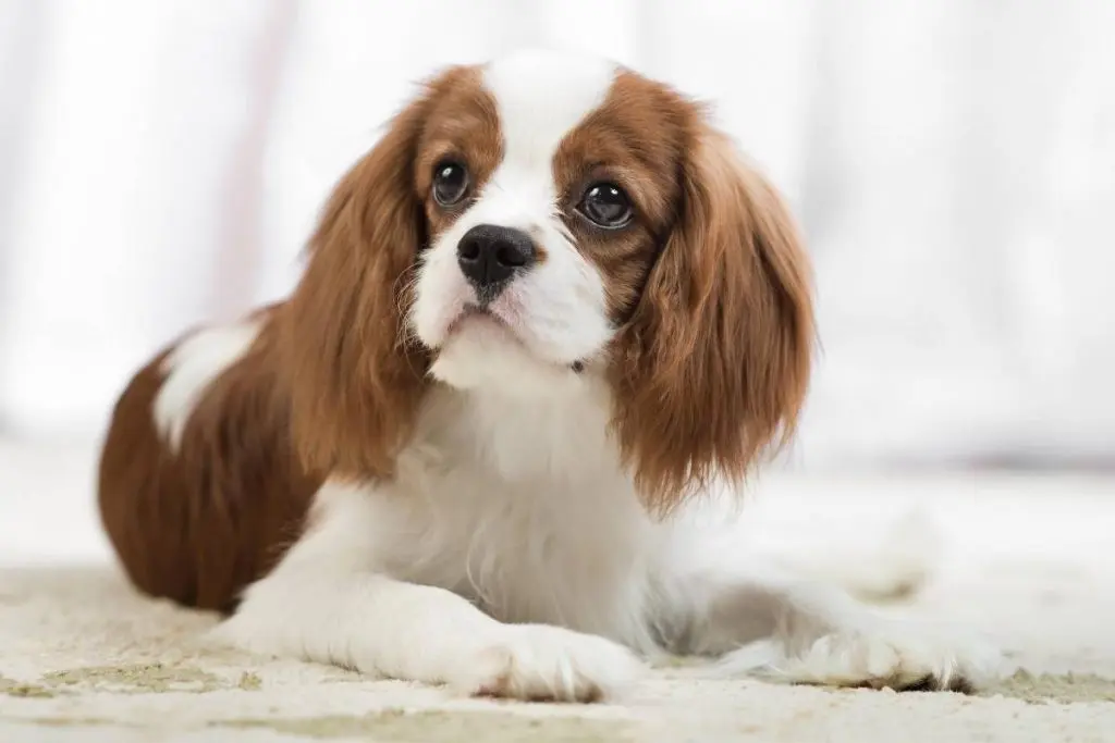 cavalier king charles spaniel lying down