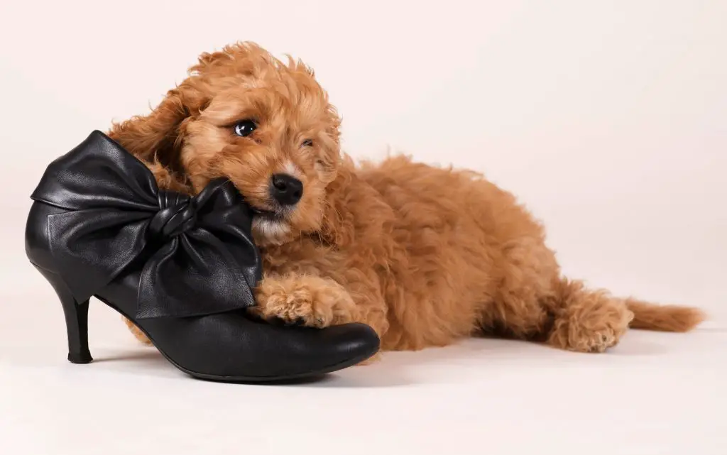 a cockapoo puppy feeling right at home chewing on a ladies shoe