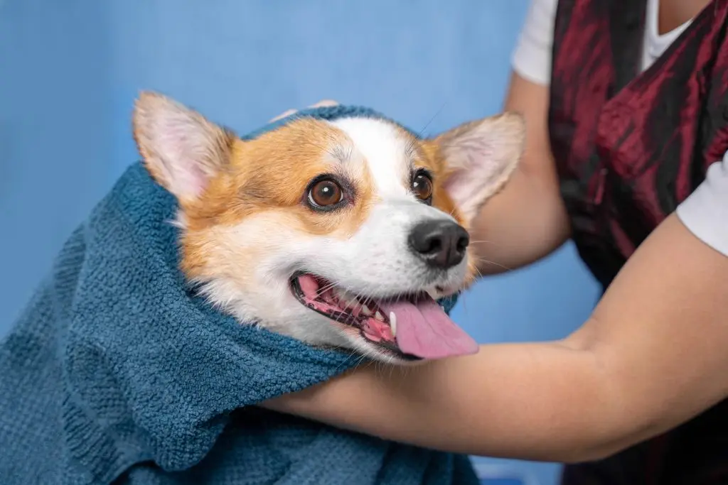 a corgi getting a bath from a dog groomer