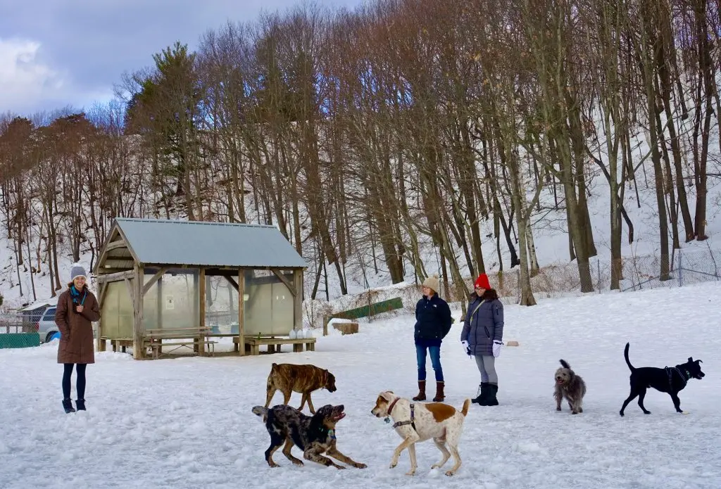 Several dogs and people in a large dog park in the snow.
