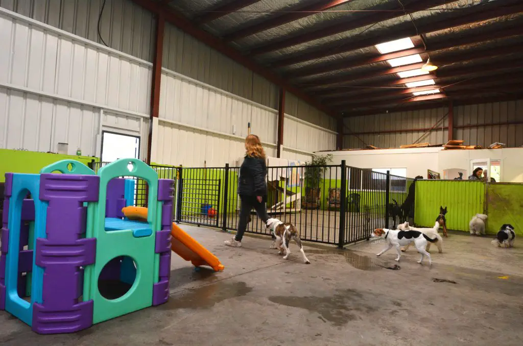 A person with several dogs playing at an indoor doggy daycare facility.