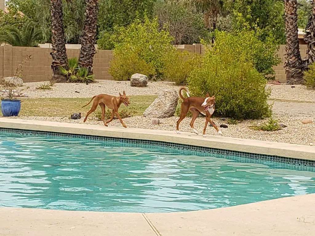 A Pharaoh Hound and an Ibizan Hound enjoy running and playing at a SniffSpot in Scottsdale, Arizona.