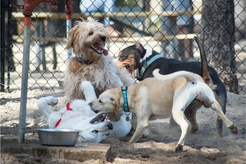 Four dogs playing rought at a dog park.