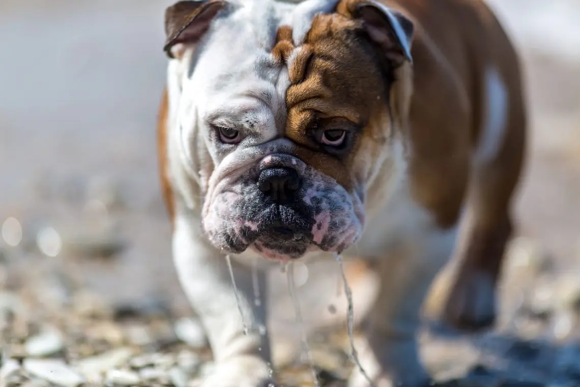 drooling bulldog as an example of a breed that drools