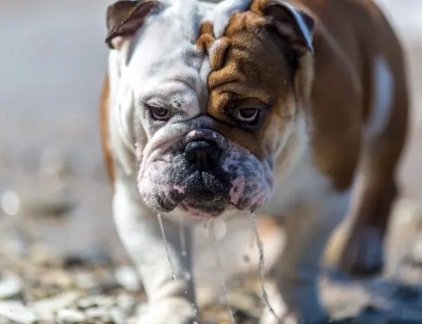 drooling bulldog as an example of a breed that drools