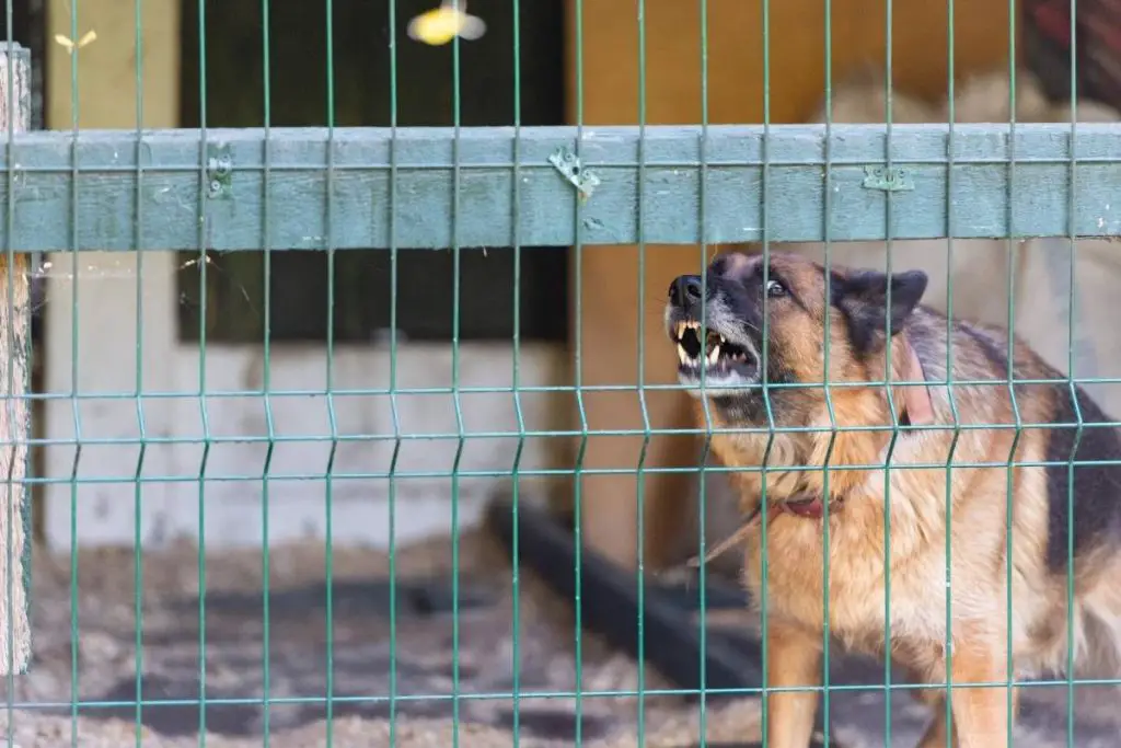 aggressive dog in a shelter behind a fence