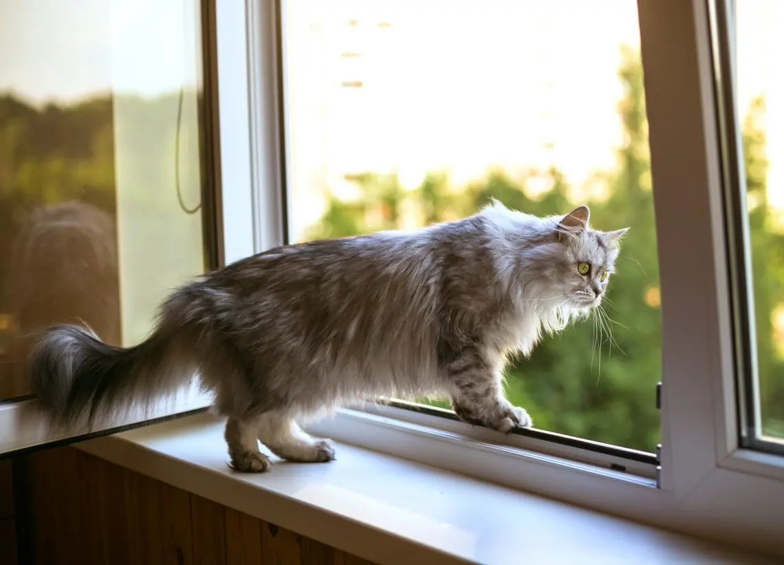 grey persian cat on a windowsill