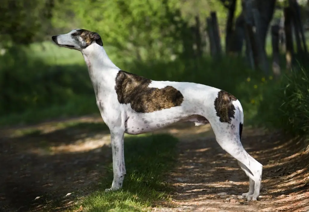 greyhound standing in the forest