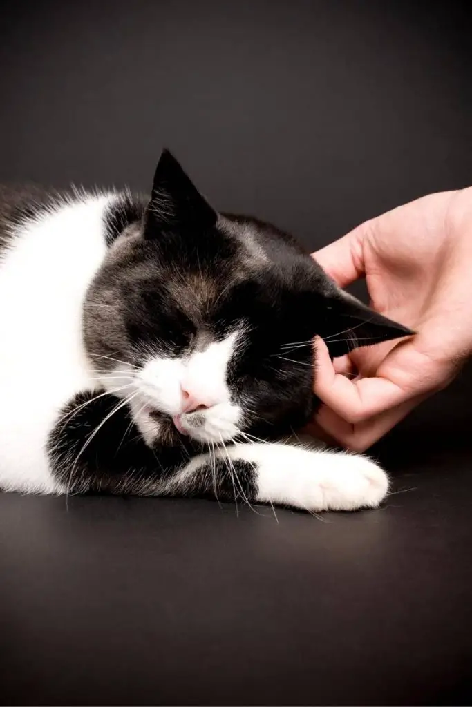 an affectionate black and white cat enjoying being petted