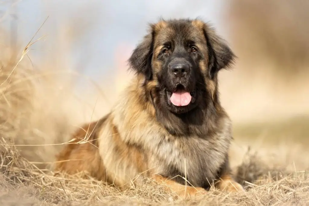 leonberger lying down in dry grass