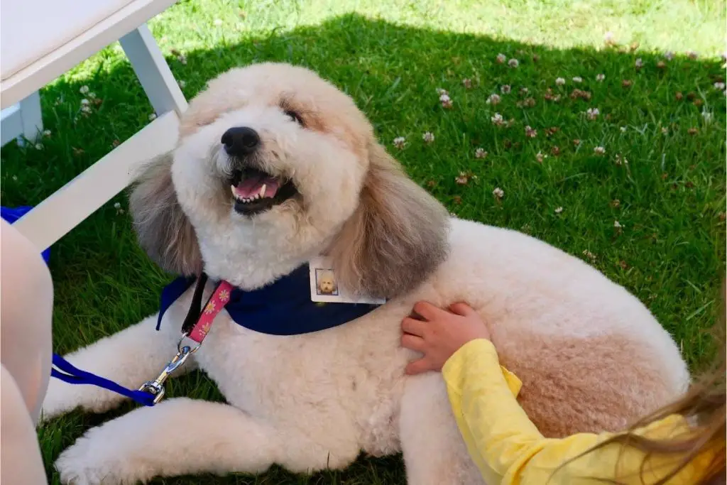 A therapy poodle being petted by a child. 