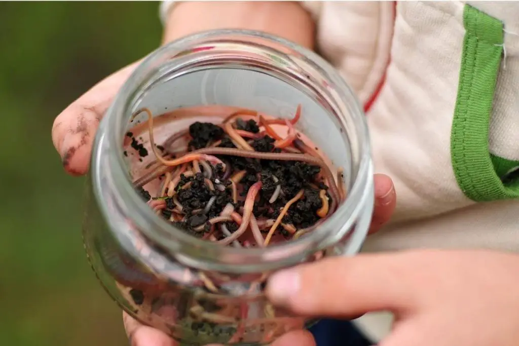 a person holding a jar of nightcrawler worms to feed to a salamander