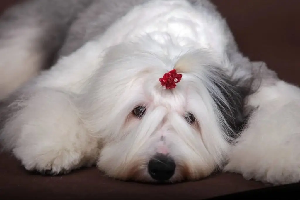 close up of an old english sheepdog lying down
