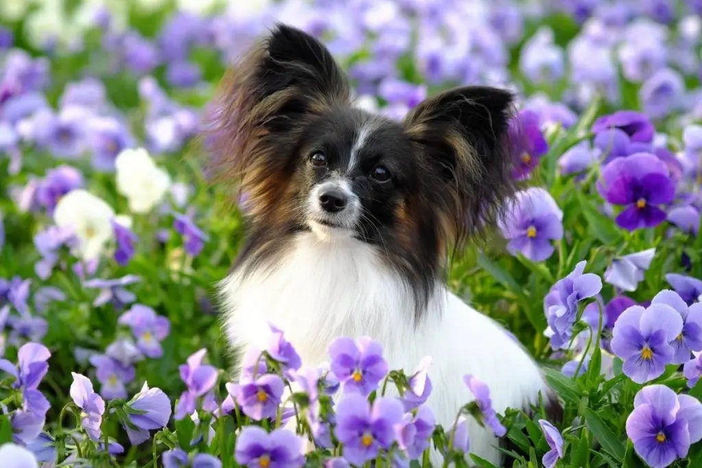 papillion head shot in purple flowers