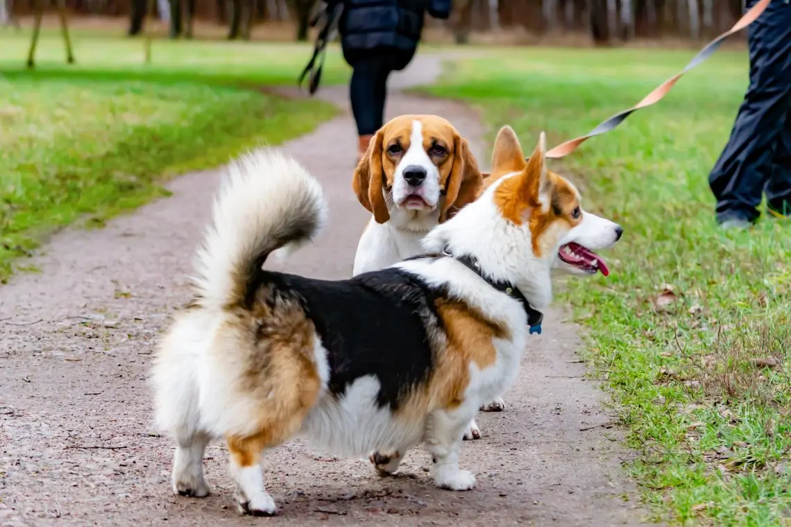 a pembroke welsh corgi and a beagle being walked together in the park