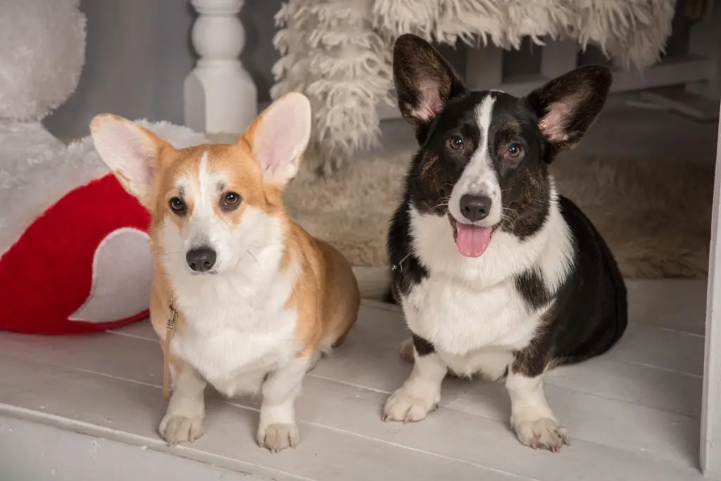 A pembroke welsh corgi and a cardigan welsh corgi sitting together