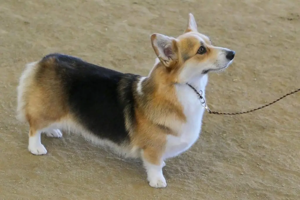 pembroke welsh corgi standing on dirt