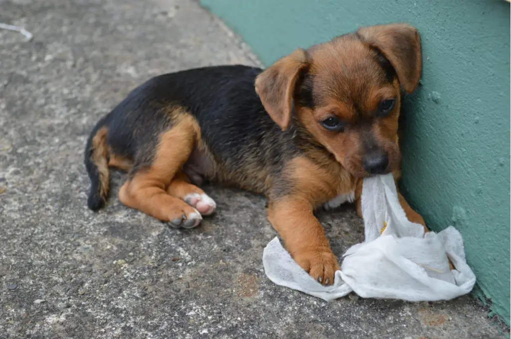 a small puppy eating a baby wipe