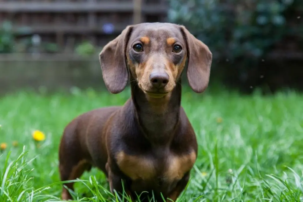 red smooth dachshund standing in the grass