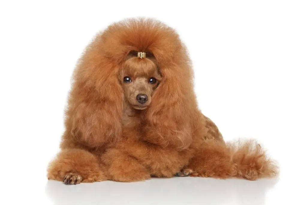 A well-groomed apricot toy poodle lying down.