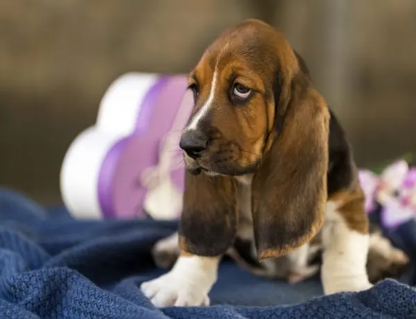 a sad looking basset hound that doesn't feel well