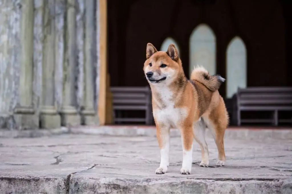 shiba inu standing on rock