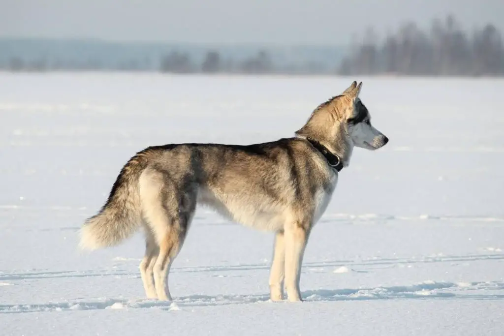 siberian husky standing in the snow
