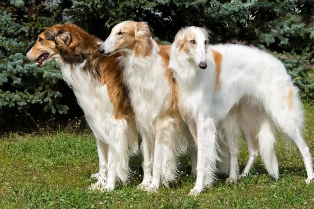 three borzoi standing in grass
