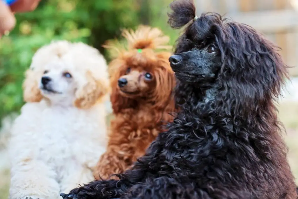 Three toy poodles in various colors.