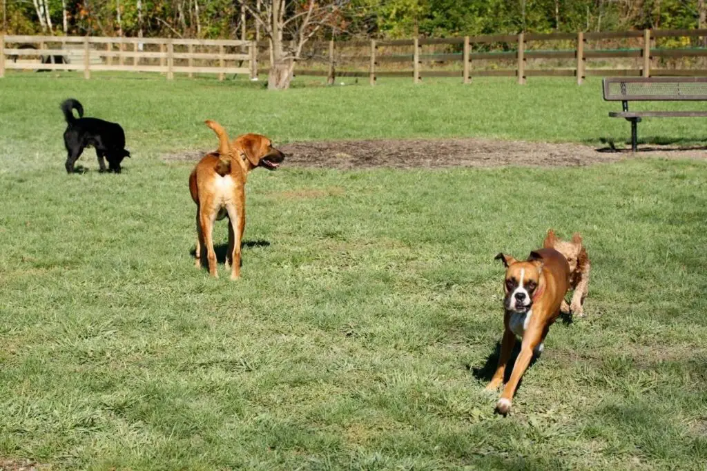 Four dogs enjoying playtime at a dog park.