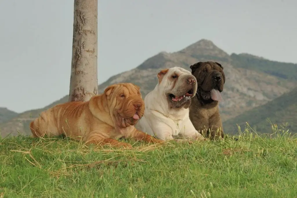 three different colored shar pei lying in the grass
