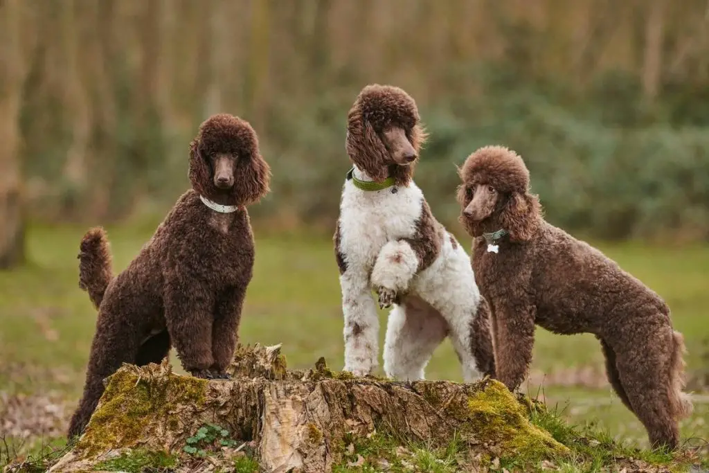 three standard poodles standing on a stump