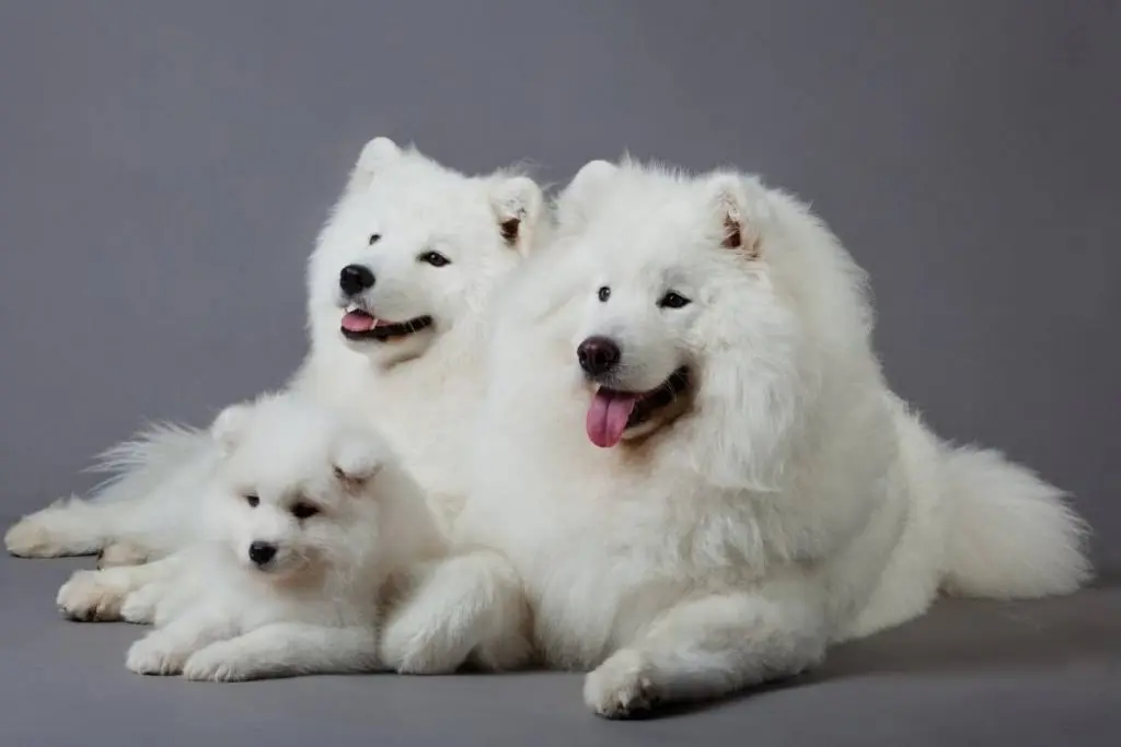 two adult samoyeds and one puppy samoyed lying down